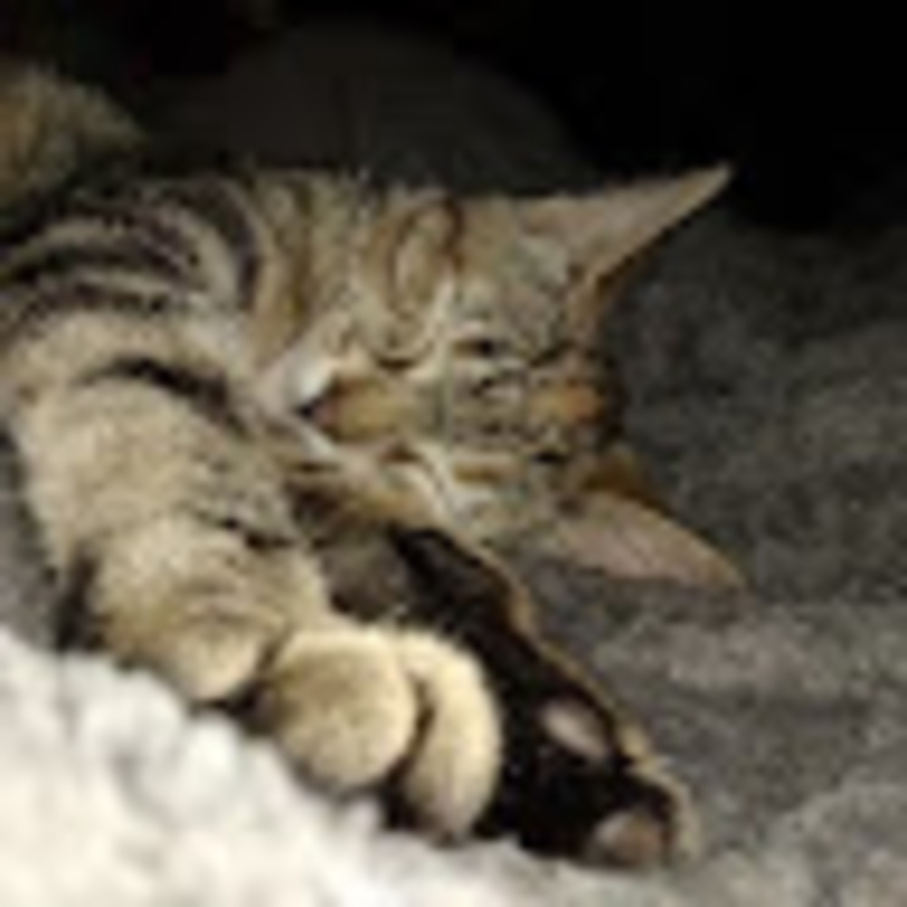 Meet your Posher, Jasmine